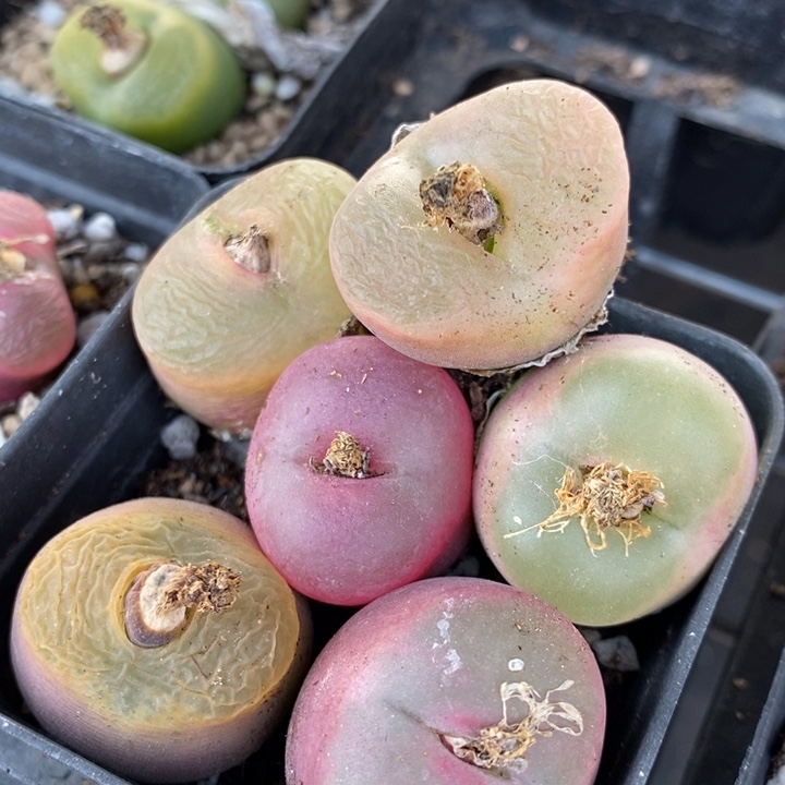 29150一组一组一组