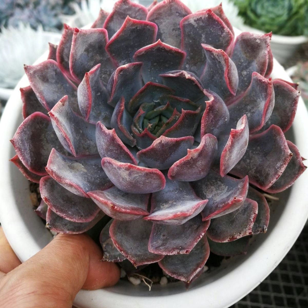 暗冰多肉植物（满15元包邮）阳台露台办公室绿植植