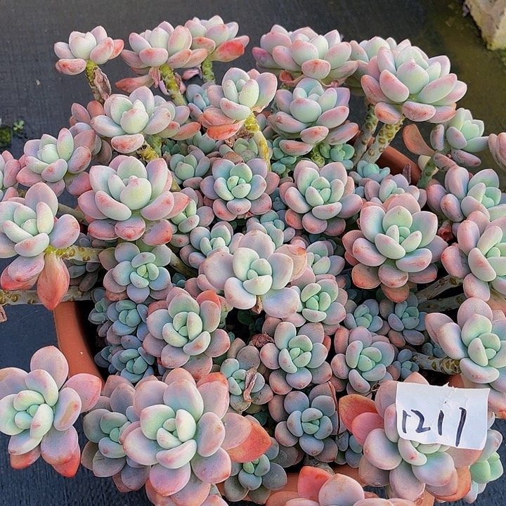 妞**贝洛神红大1211