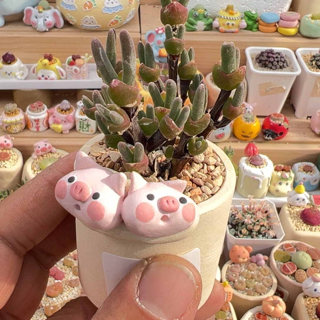 多肉植物实付9.9元包邮9号