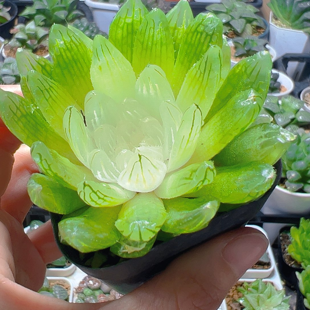 白娘子多肉多肉多肉