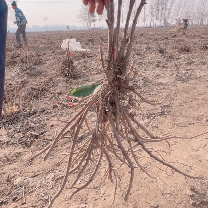 当前无花栽培后可以开花方纪