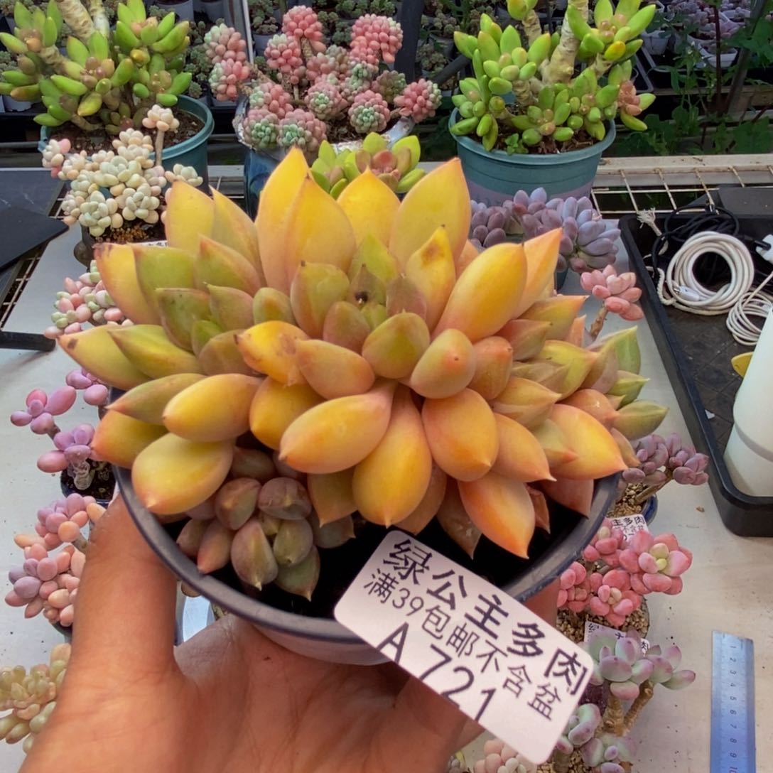 721象牙奶朵朵缀多肉8c m