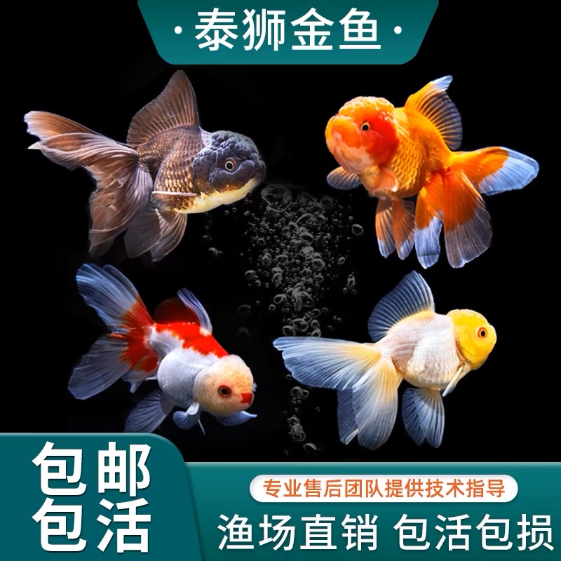 【福袋包邮不包活】