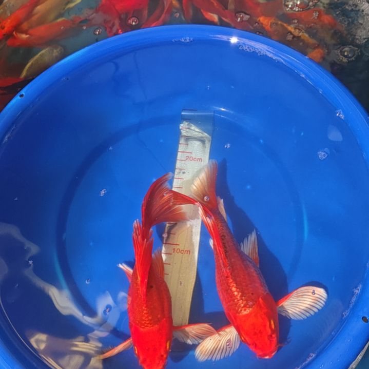 中国大陆冷水观赏鱼蝴蝶鲤