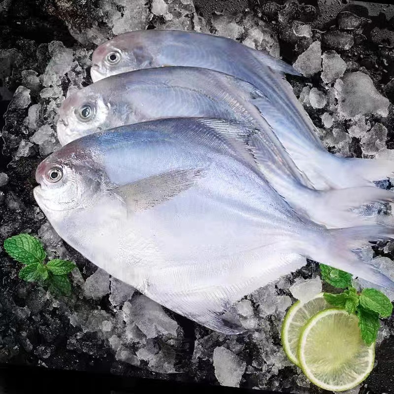 野生银鲳鱼  冷冻海鲜 肉质细嫩 500克左右/包*5包  每包5条左右