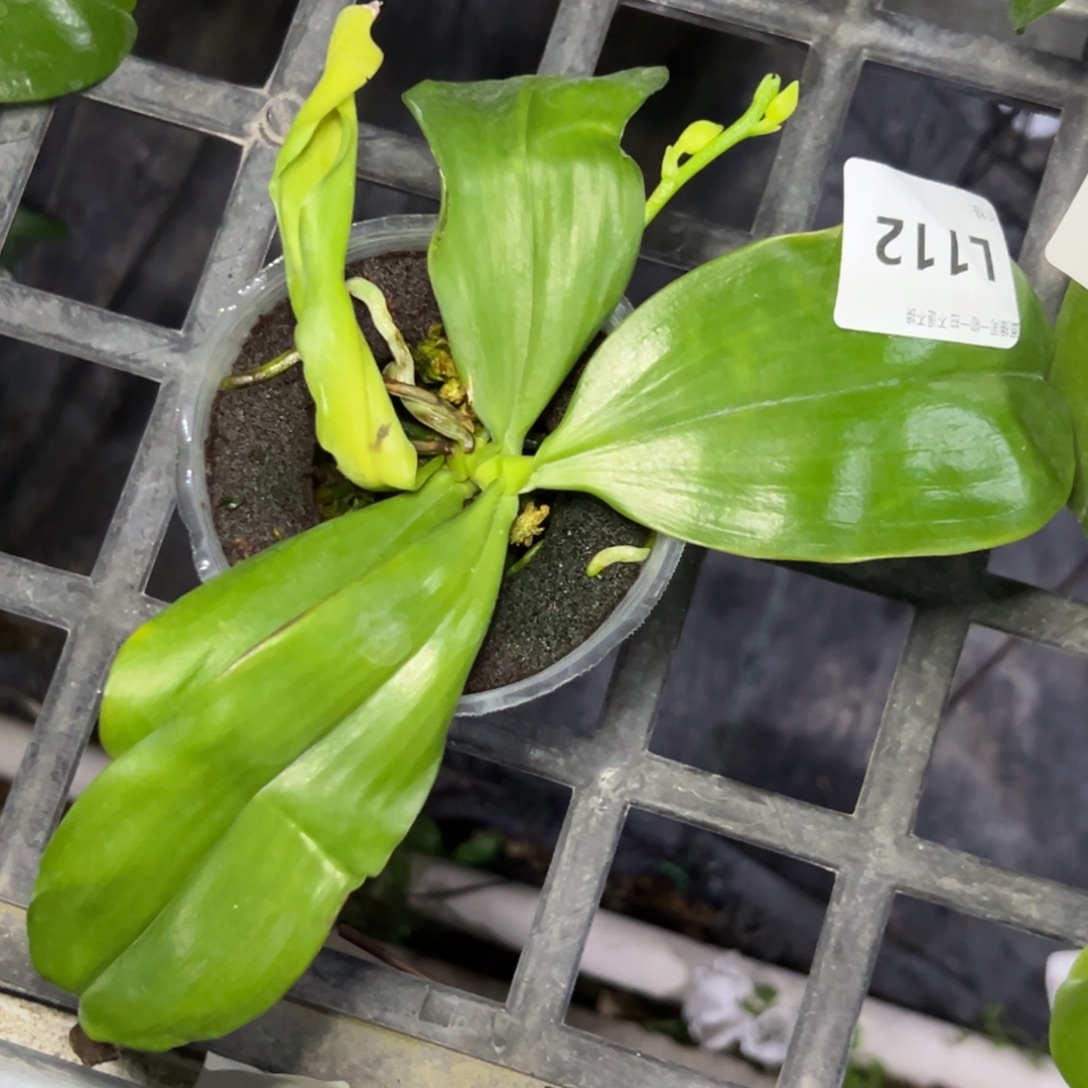 葱***C完全开放l112粉蘑菇