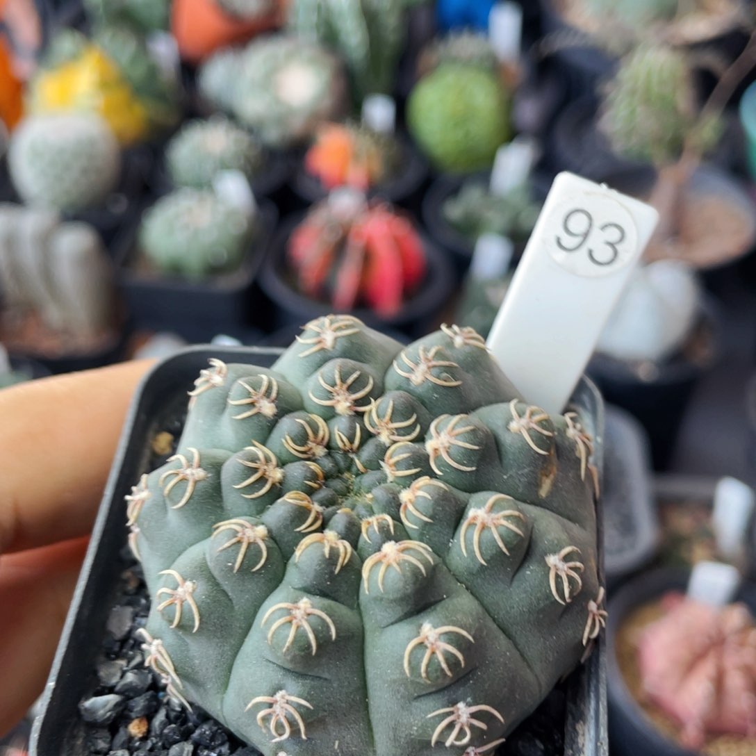 仙人球满28包邮盆口径5公分猫爪白刺瑞昌