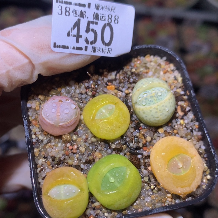 S精品生石花.450