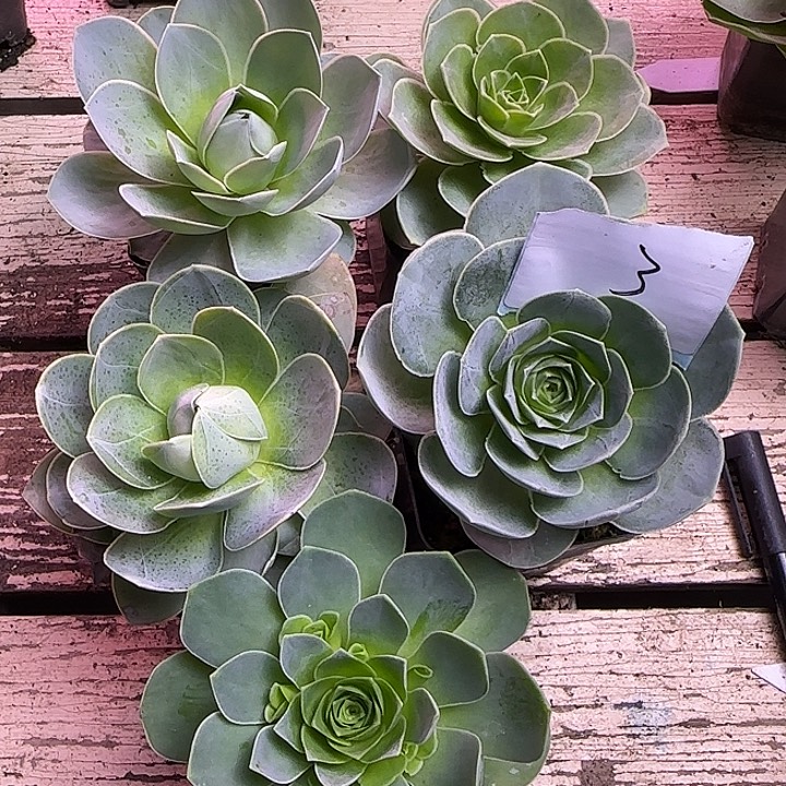 山地玫瑰一物一拍，带盆发3号