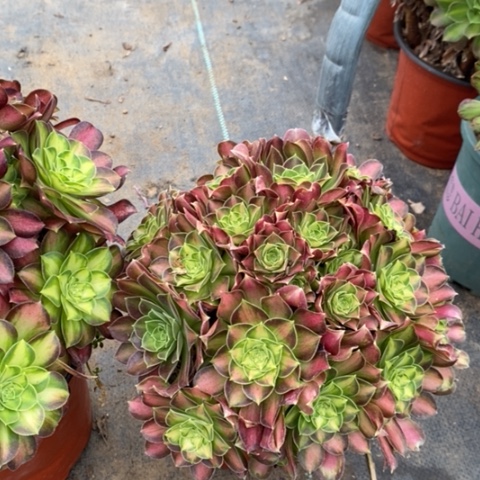 韶华多肉植物020