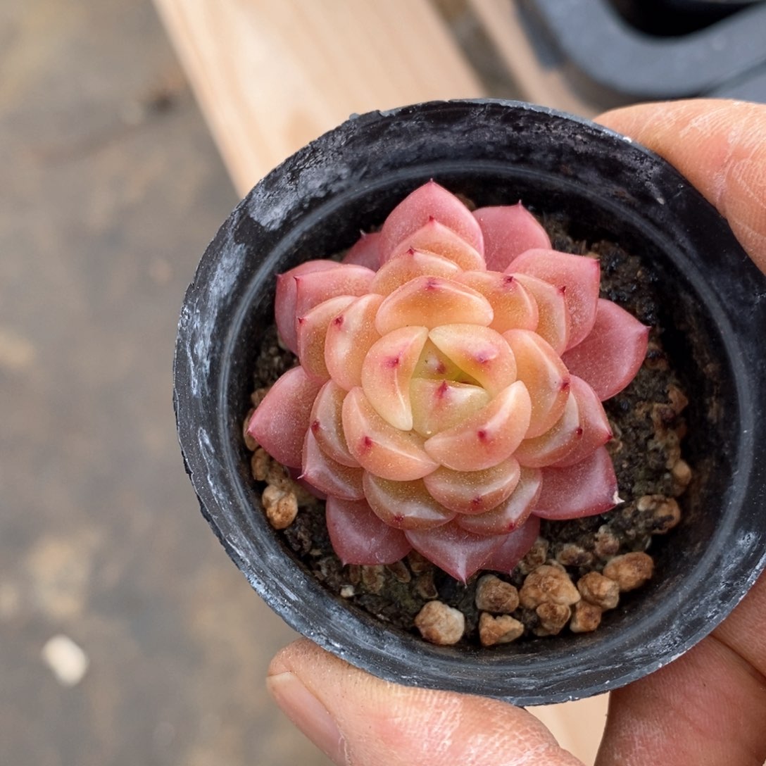 精品多肉一物一拍不包整15