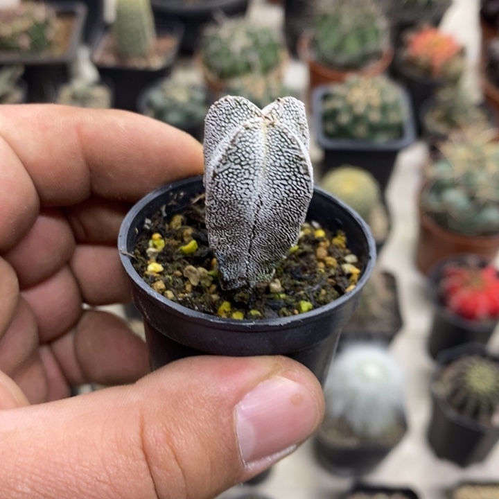 实生恩塚特价福利