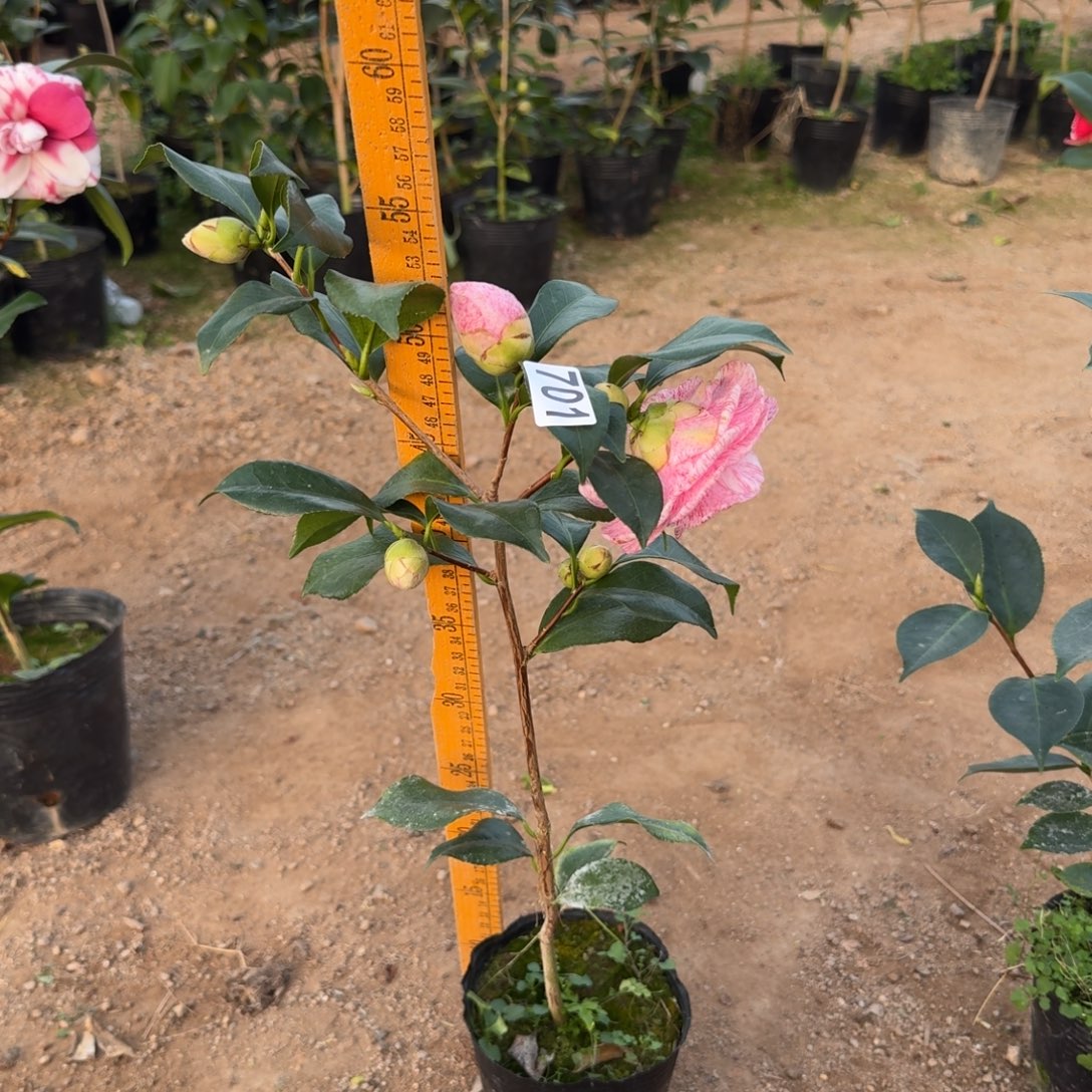 少量花朵（建议范围：2朵-5朵 或40%以下）701越之丽人