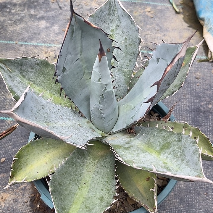 蓝肌仁王冠24689900000009988