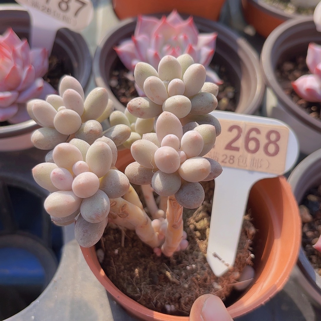 E268仙子奶一物一拍
