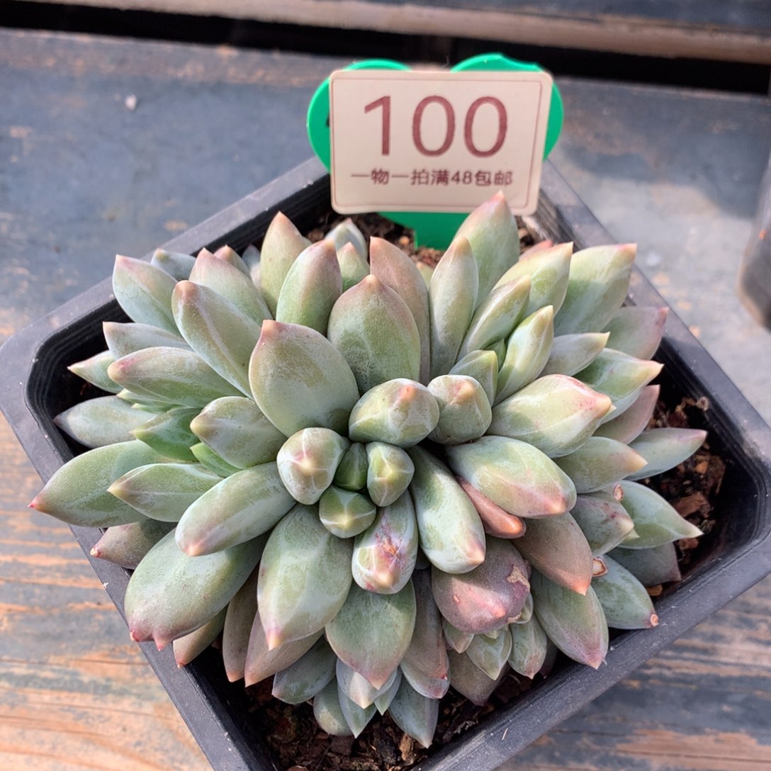 重楼无砍一物一拍100