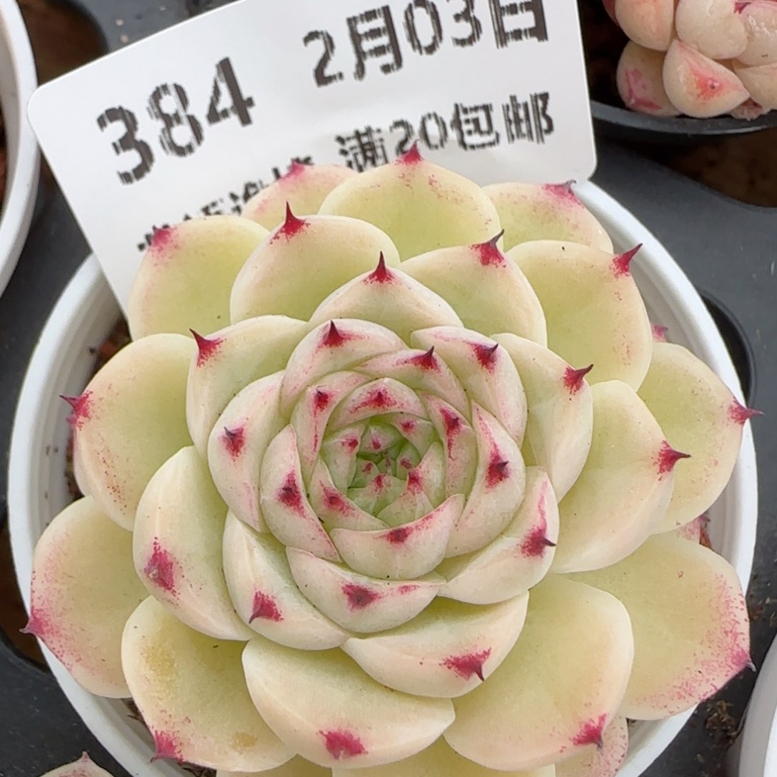 花语逸镜0203-384