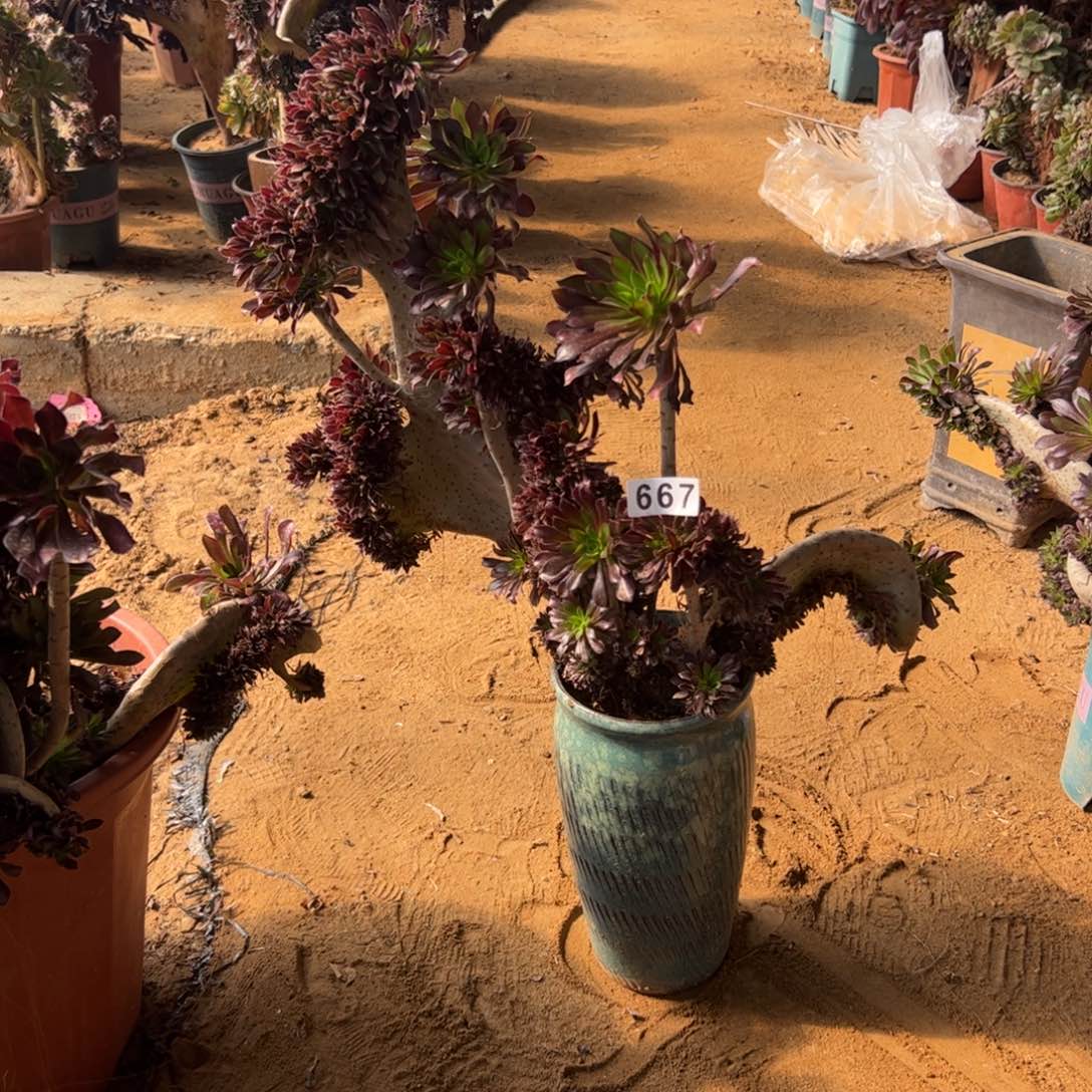 有伤黑缀667一颗啦