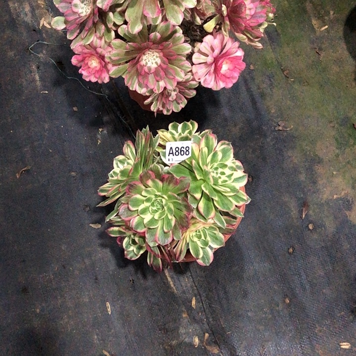 海鲜多肉8680000000000