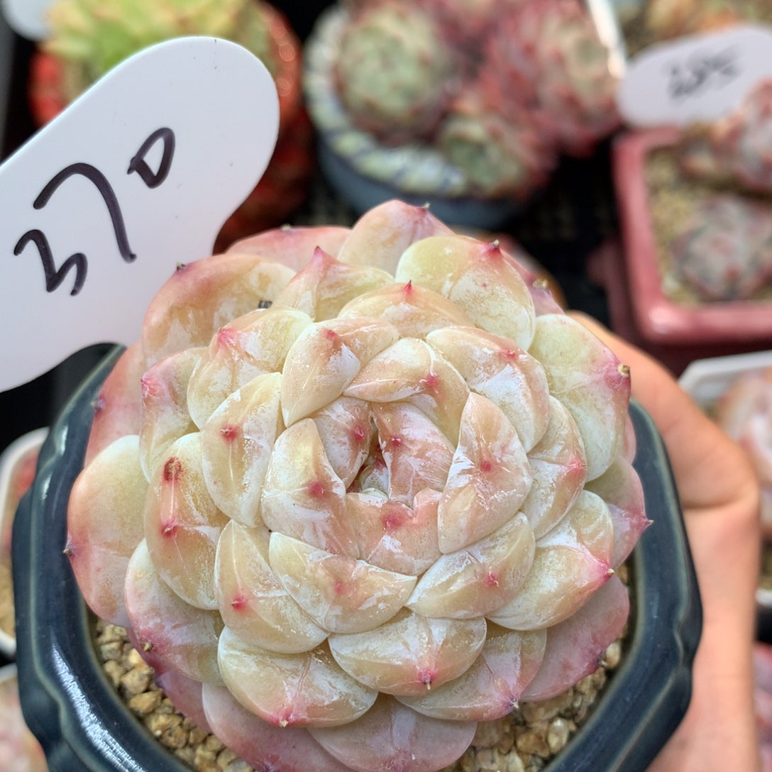 秘境冰魄单头370