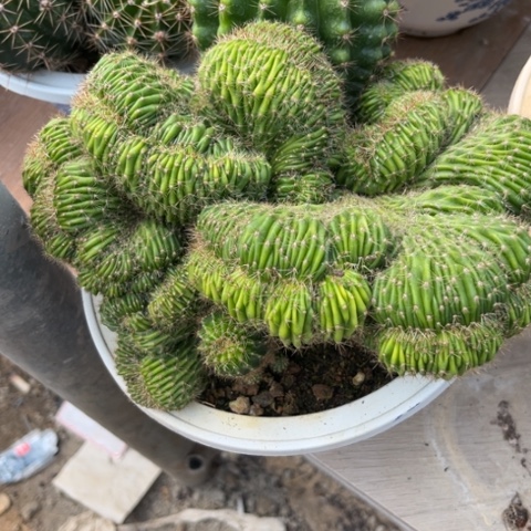 【闪购商品】?***?彩草仙人球开花