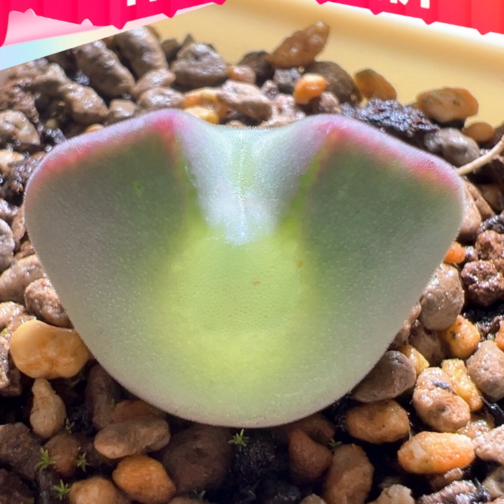 w593。青蛙3年大眼睛。爆双潜力股 88折后价