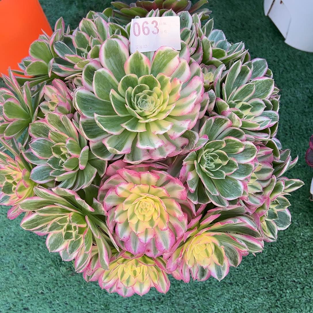 063海仙多肉植物法师