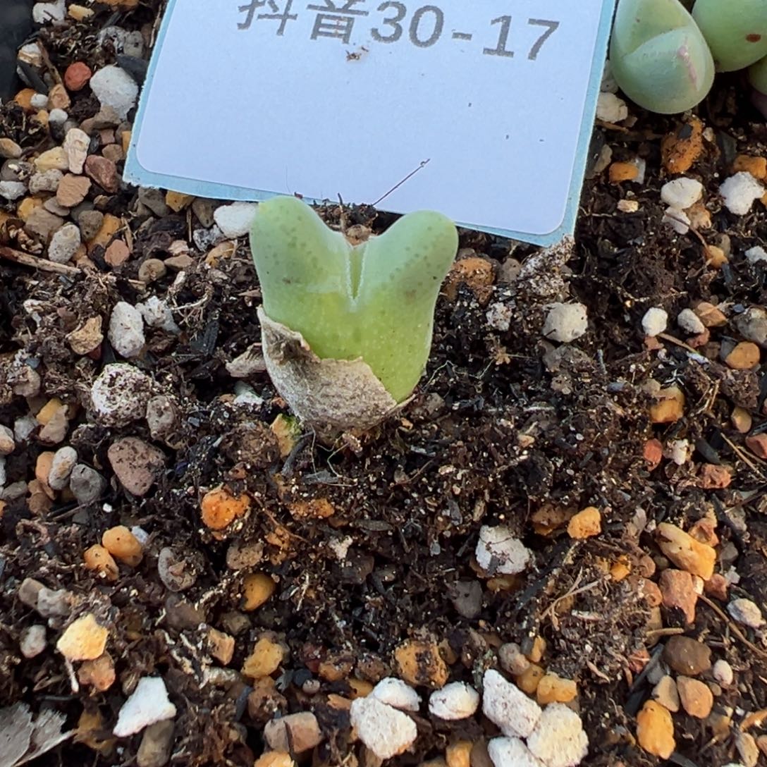 30-17量拍985猪蹄一颗