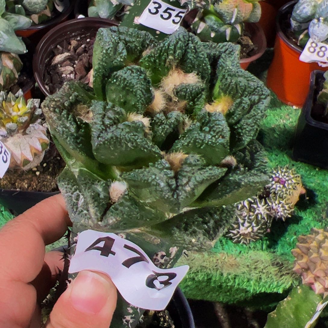 无花朵宽尤勃氏辛顿478