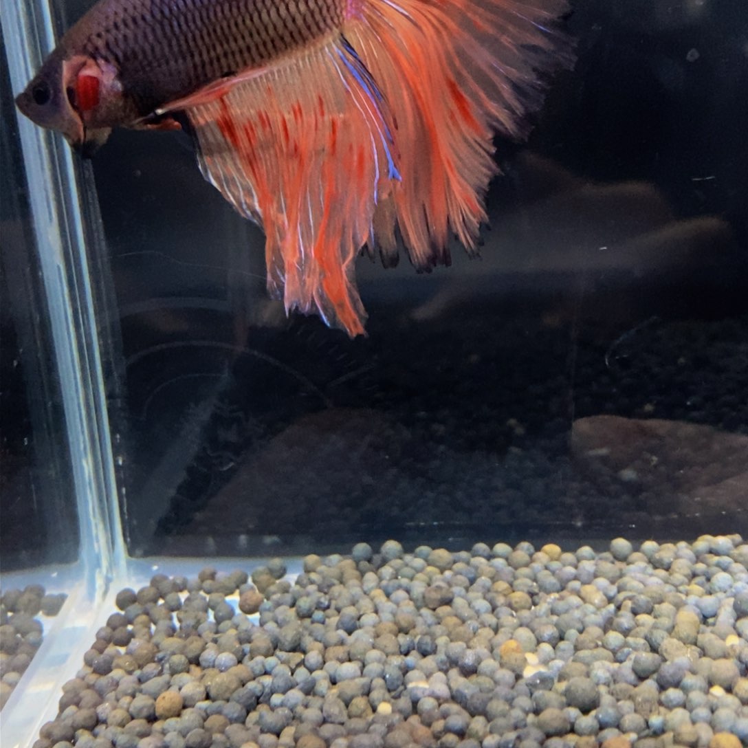 热带鱼公397巨斗