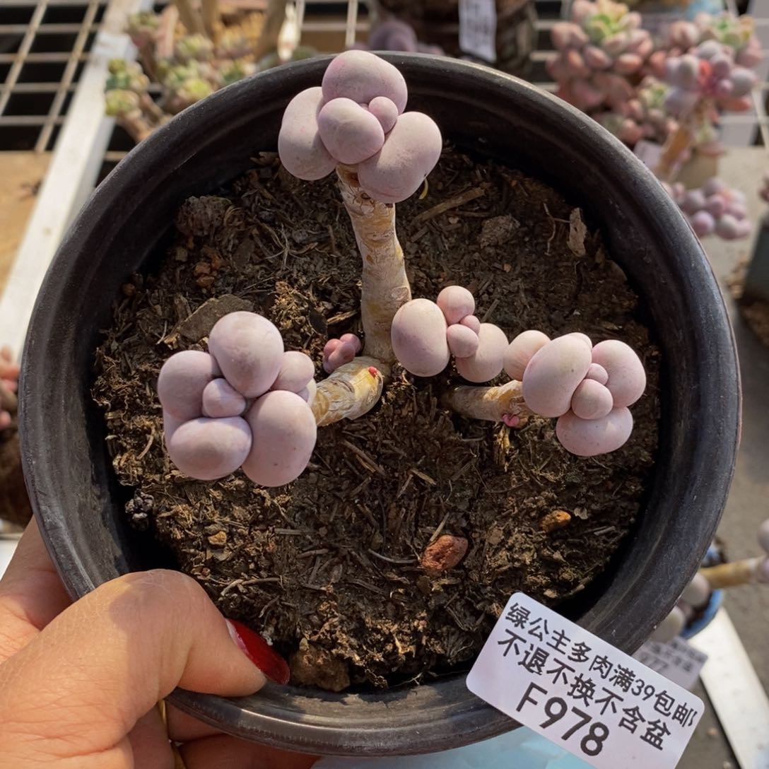 芭比奶酪978/8c m