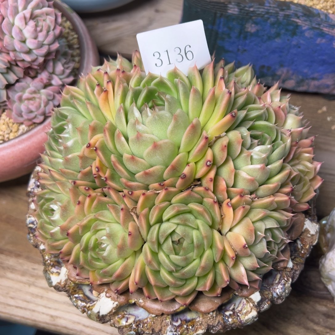 绮****师3136多肉多多多多