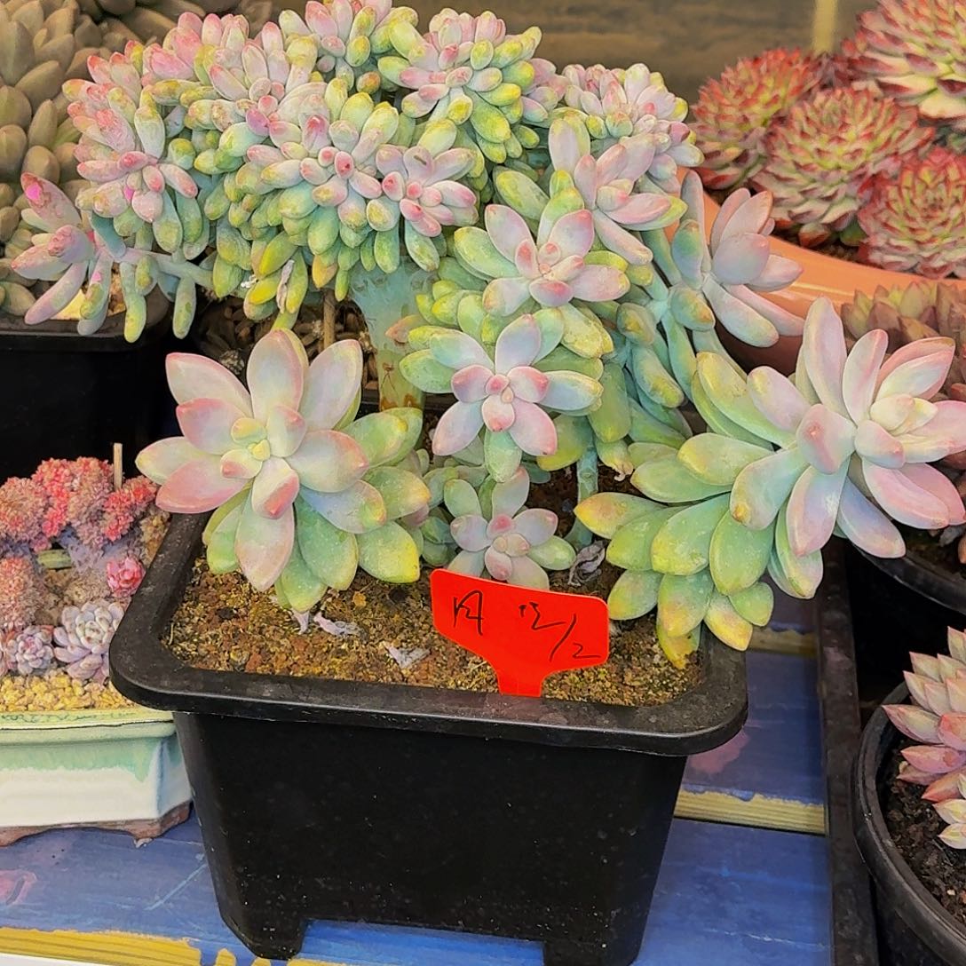 .***এ月美人系一颗寄养111