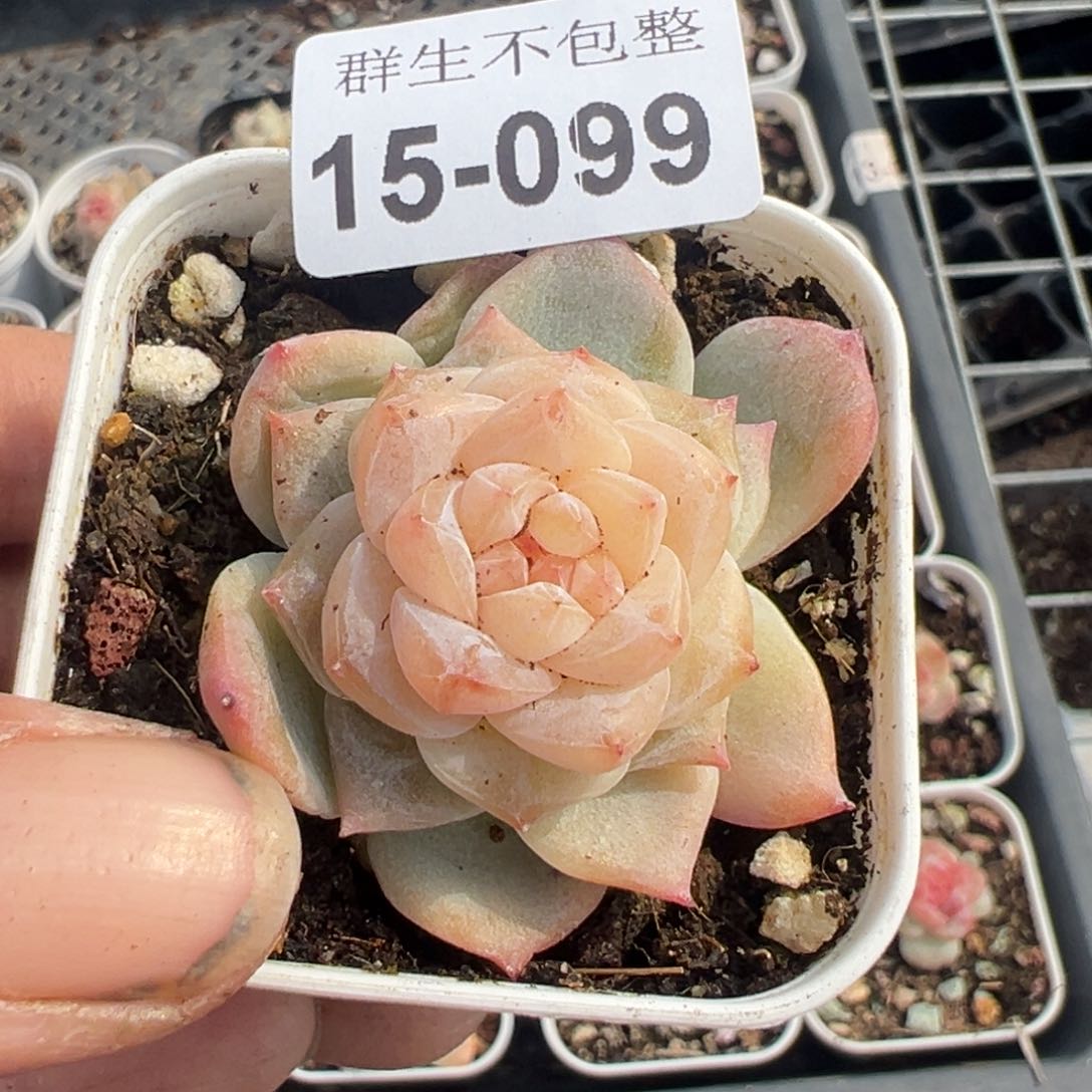 小卡拉米糖心一物一拍15-99
