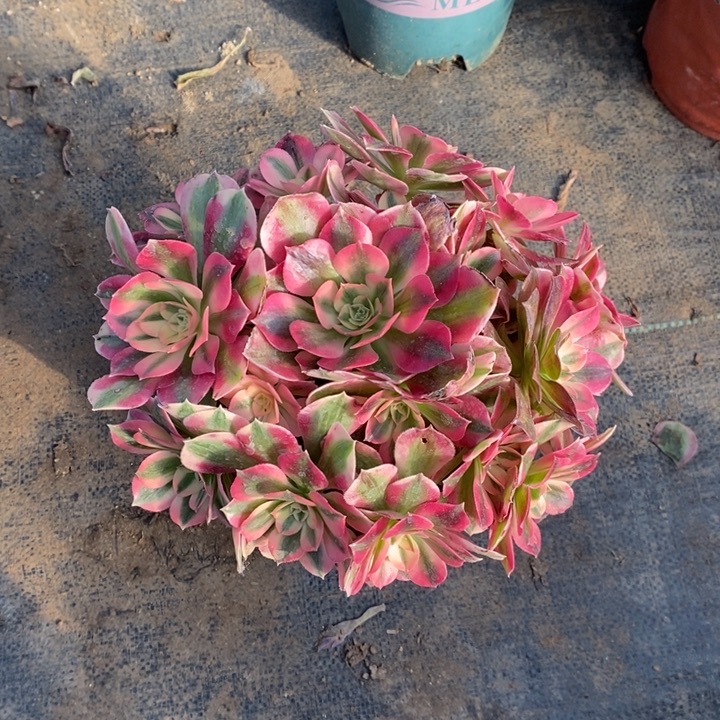 粉女巫8多肉植物法师法师