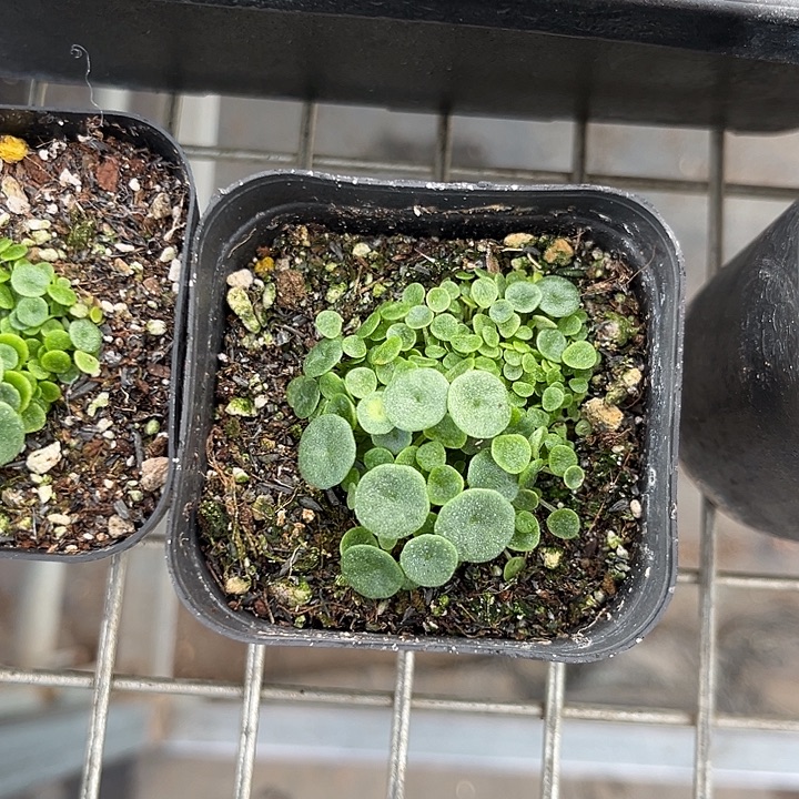 我也不知道我为什么要这样对