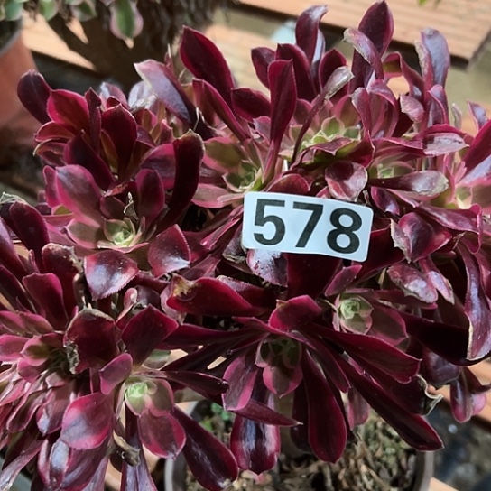 苹***艺多肉植物一个美杜莎578