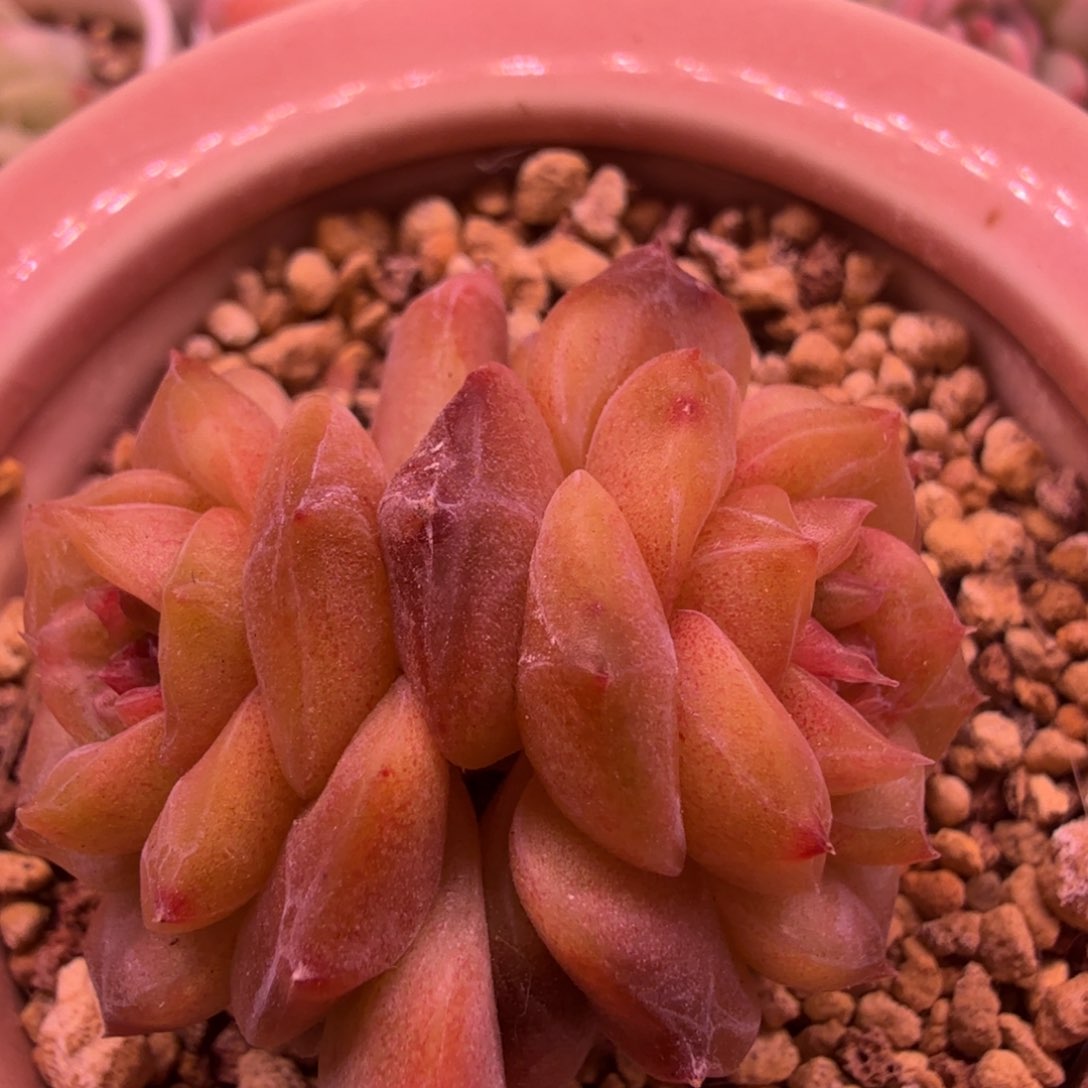 糖心多肉植物一物一拍