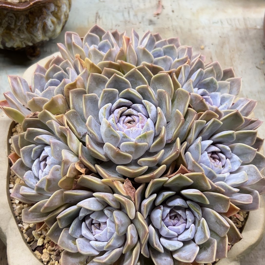 汉堡48 零零多肉植物