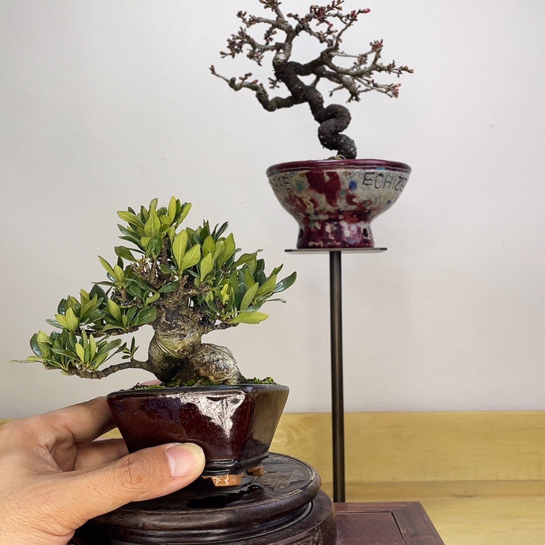 木本一寸法师栀子花盆栽