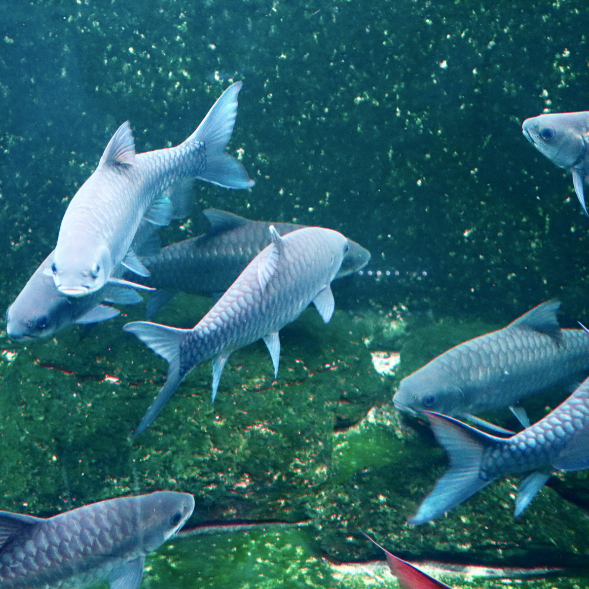 缸养发色大异口，异口蓝吉罗流域异口，好货，原生鱼，特！！！！