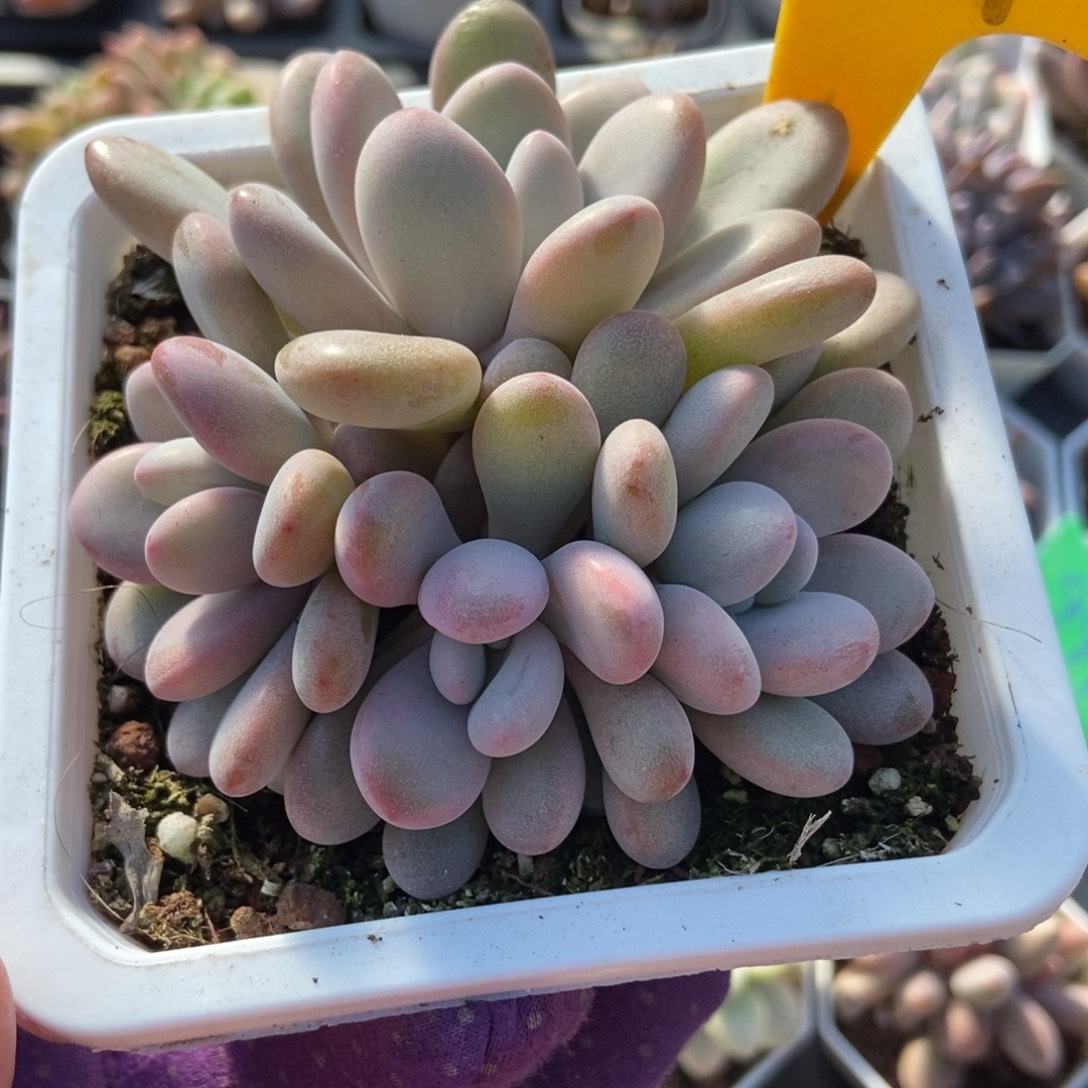 531粉兔多肉植物多肉