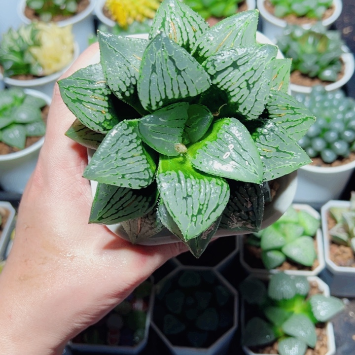 母本马丽丽多肉植物