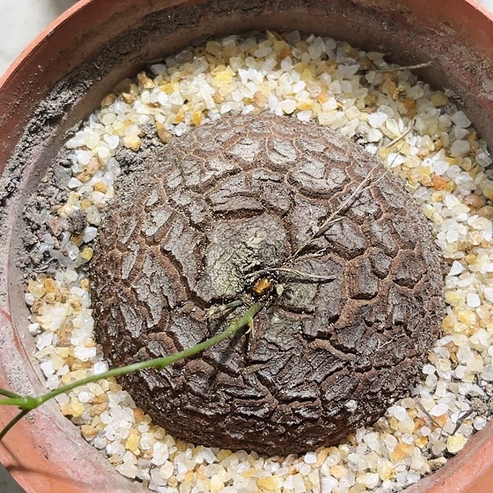密甲圆球南非龟甲龙
