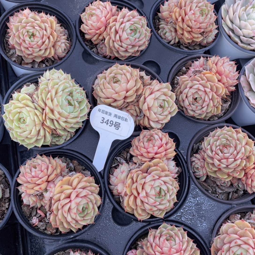 349号黄金苯巴蒂斯群生一个