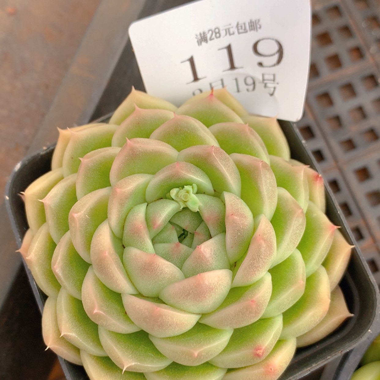 【闪购商品】云119号