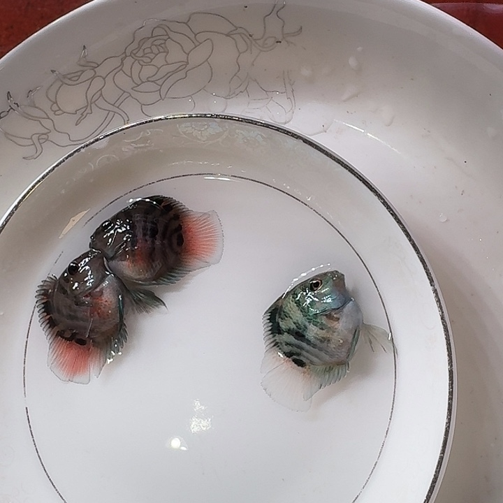 海水鱼迷你鹦鹉鱼