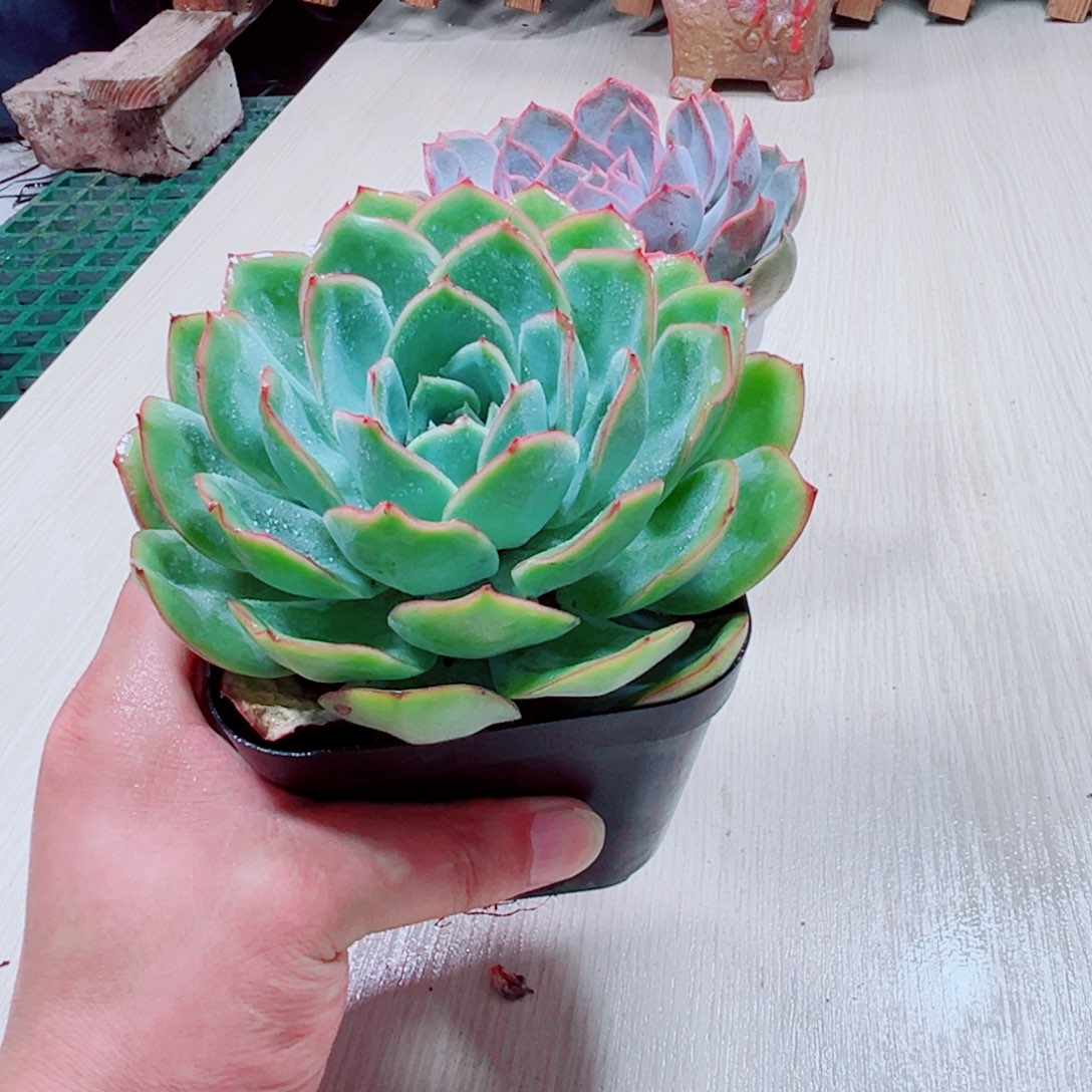 晨露100 多肉植物