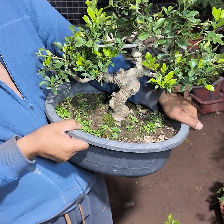 用***1无花朵哈哈哈哈哈